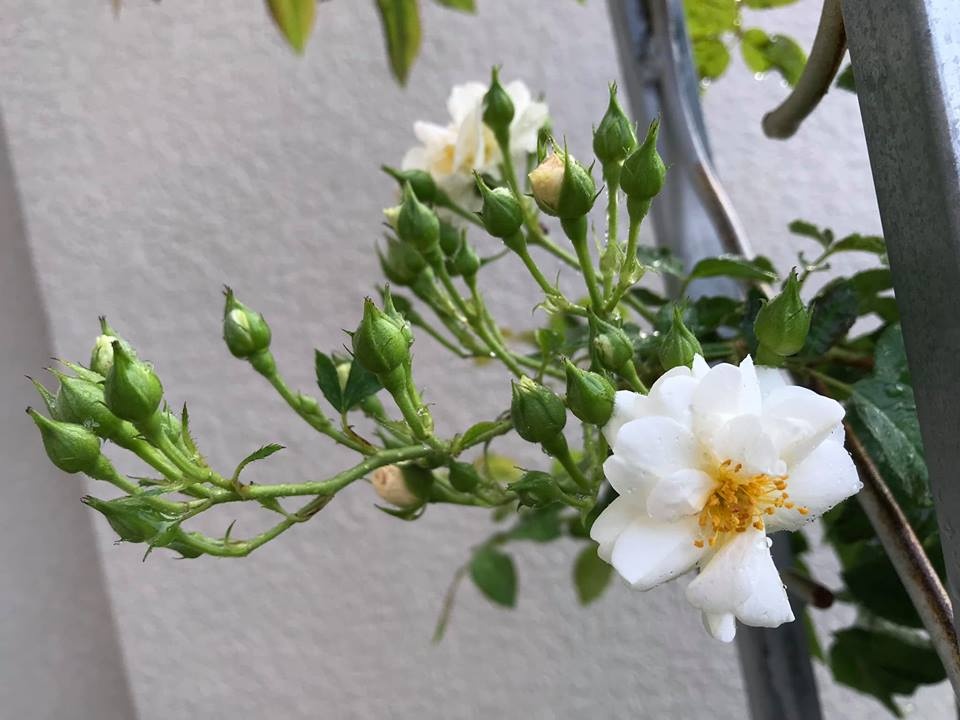 ong bo tam ly thiet ke goc san xanh mat voi xich du va hoa hong cho con gai vui choi mua he