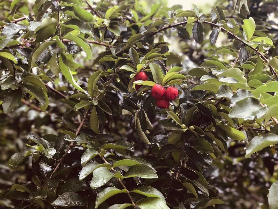 ong bo tam ly thiet ke goc san xanh mat voi xich du va hoa hong cho con gai vui choi mua he