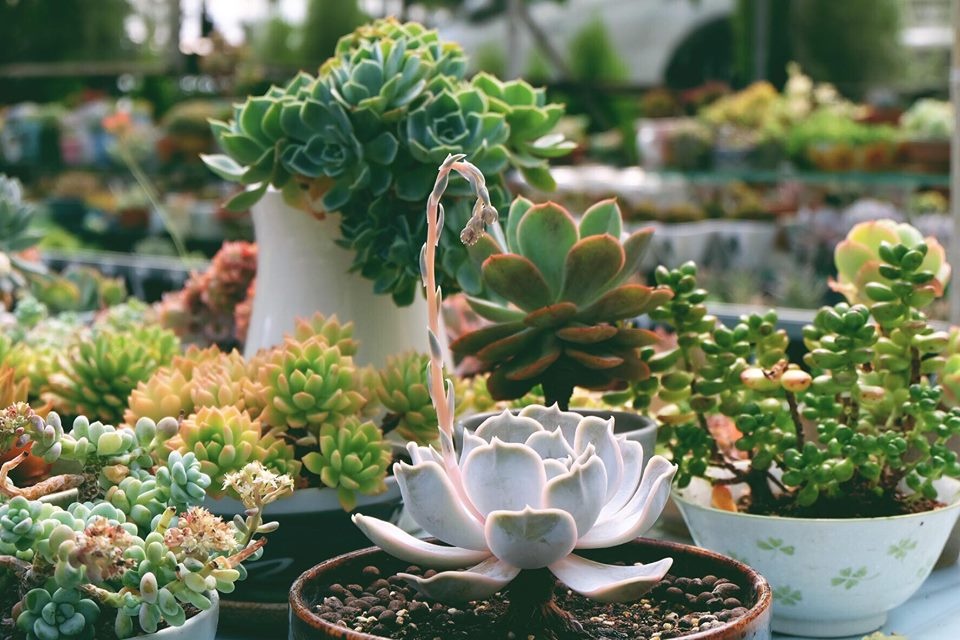 Ngẩn ngơ ngắm nhìn khu vườn 1000m2 trồng sen đá và xương rồng đẹp như mơ của cô gái trẻ ở Đà Lạt ngan ngo ngam nhin khu vuon 1000m2 trong sen da va xuong rong dep nhu mo cua co gai tre o da lat