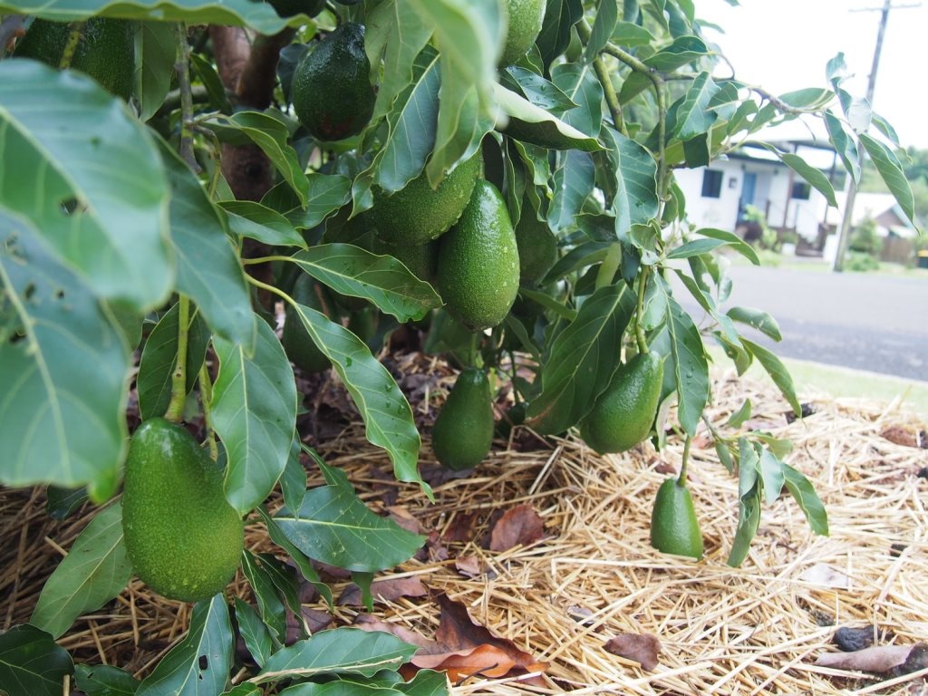 Con đường "ăn được" khiến người dân hạnh phúc vì ngập tràn rau xanh, hoa quả sạch và hoàn toàn miễn phí con duong an duoc khien nguoi dan hanh phuc vi ngap tran rau xanh hoa qua sach va hoan toan mien phi