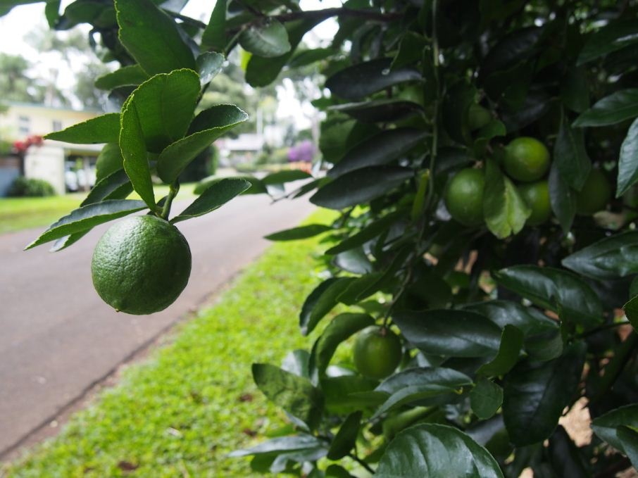 Con đường "ăn được" khiến người dân hạnh phúc vì ngập tràn rau xanh, hoa quả sạch và hoàn toàn miễn phí con duong an duoc khien nguoi dan hanh phuc vi ngap tran rau xanh hoa qua sach va hoan toan mien phi