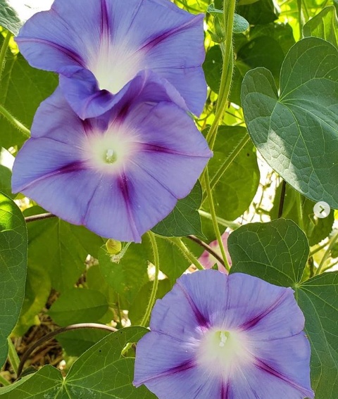co gai xinh dep chang mang den cuoc song pho thi tim niem vui voi viec nuoi ga trong cay