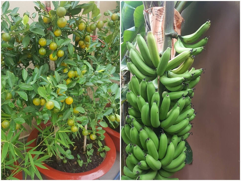 Sân thượng 200m2 ngỡ như vườn cây lá xanh tươi mướt mắt ở quận 12, TP. HCM Sân thượng 200m2 ngỡ như vườn cây lá xanh tươi mướt mắt ở quận 12, TP. HCM