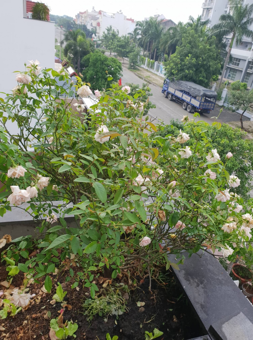 Sân thượng 200m2 ngỡ như vườn cây lá xanh tươi mướt mắt ở quận 12, TP. HCM