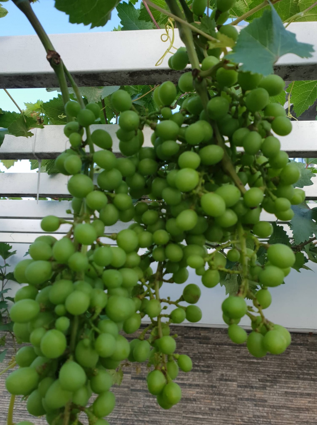 Sân thượng 200m2 ngỡ như vườn cây lá xanh tươi mướt mắt ở quận 12, TP. HCM Sân thượng 200m2 ngỡ như vườn cây lá xanh tươi mướt mắt ở quận 12, TP. HCM