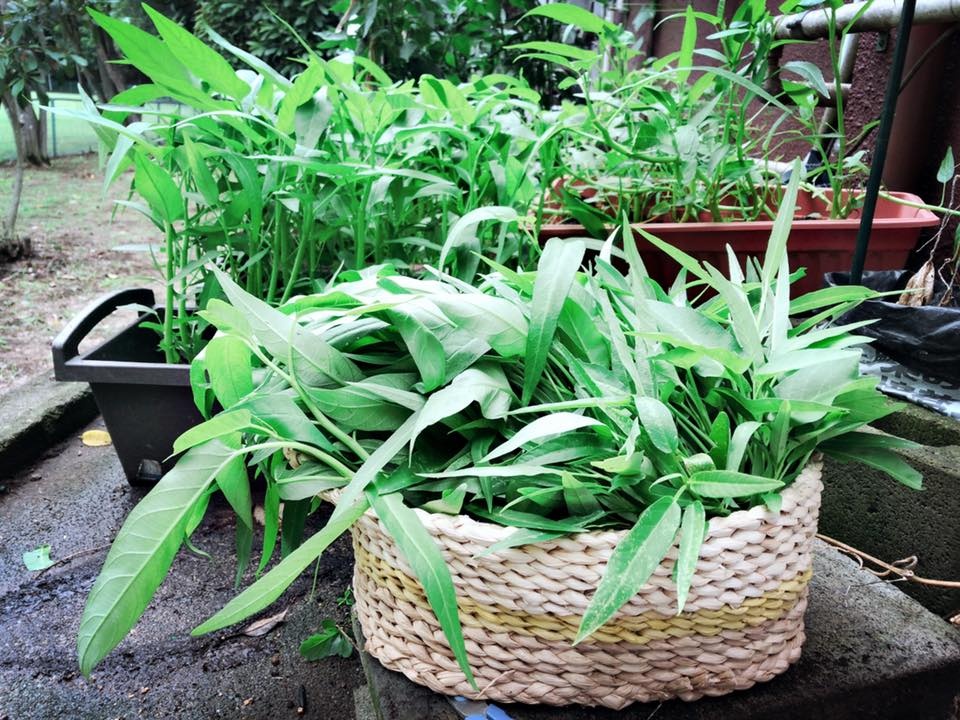 khu vuon nho xiu goc nao cung day hoa va dau tay chin mong cua co gai viet dinh cu o nhat ban