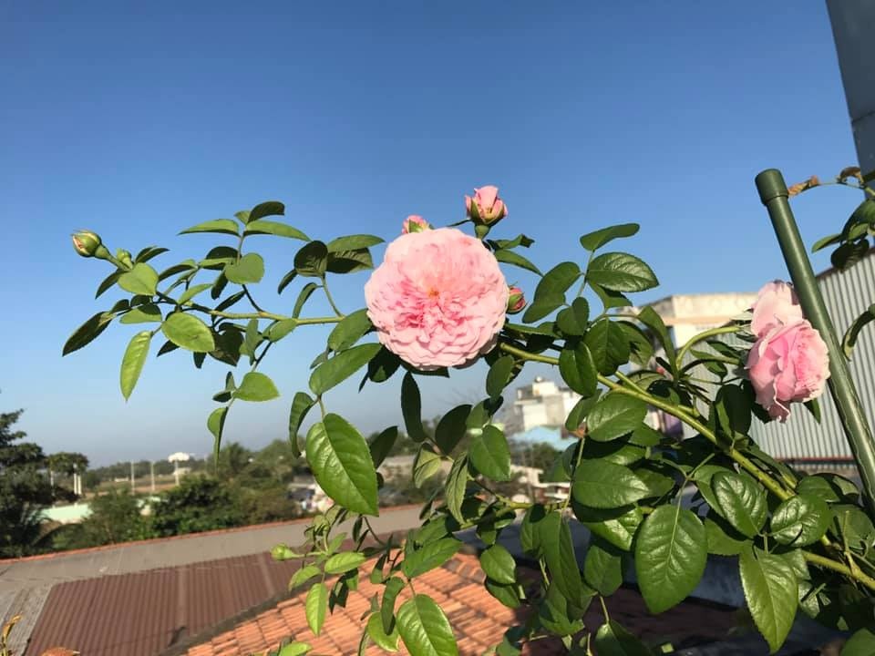 loi vao nha dep nhu mo voi hoa hong ruc ro trong sac nang sai gon
