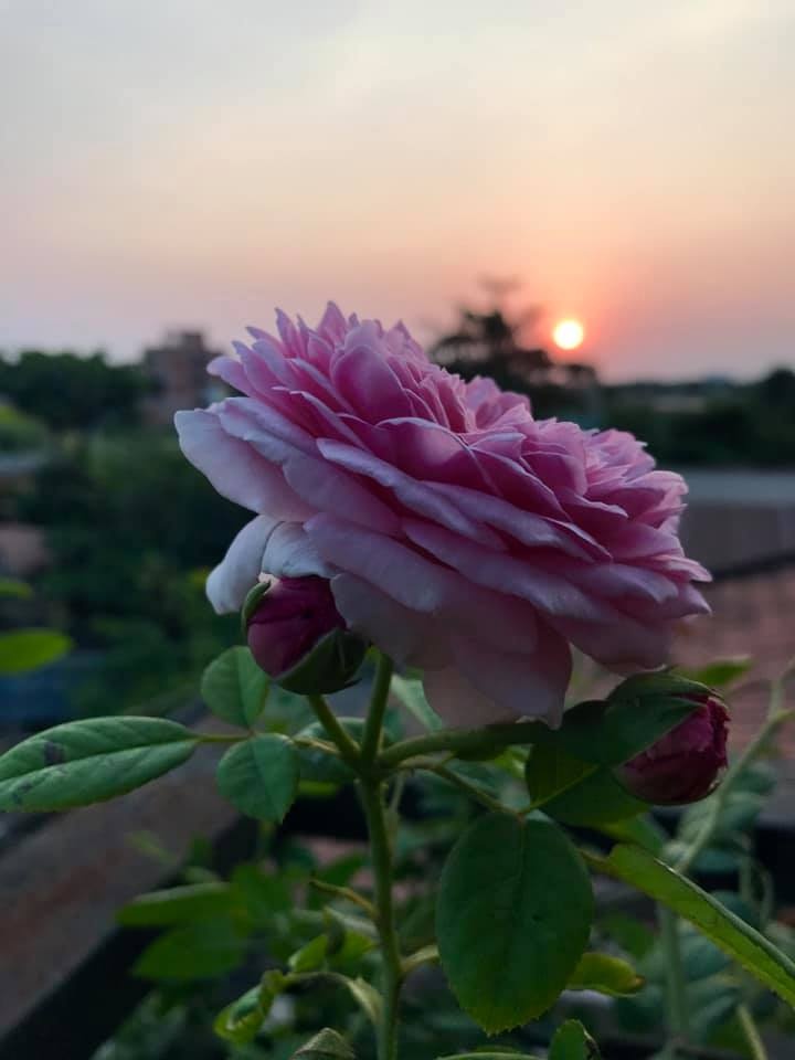 loi vao nha dep nhu mo voi hoa hong ruc ro trong sac nang sai gon