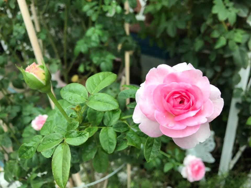 loi vao nha dep nhu mo voi hoa hong ruc ro trong sac nang sai gon
