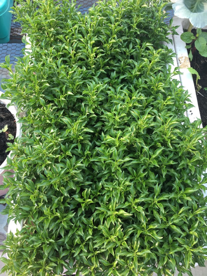 san thuong 30m2 xanh mat du loai rau qua hoa va ga sach cua me hai con o quan 12 tp hcm