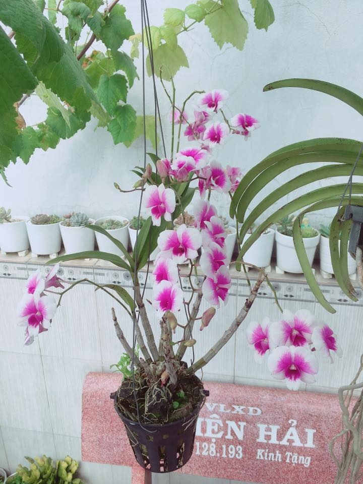 Sân thượng 20m2 