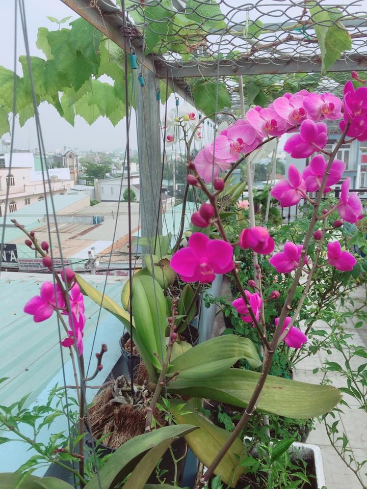 Sân thượng 20m2 