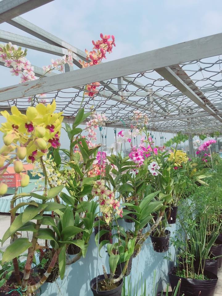 Sân thượng 20m2 "gây nghiện" với giàn nho trĩu quả cùng hoa lá rực rỡ của chàng sinh viên năm nhất Sân thượng 20m2