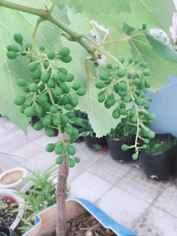 Sân thượng 20m2 