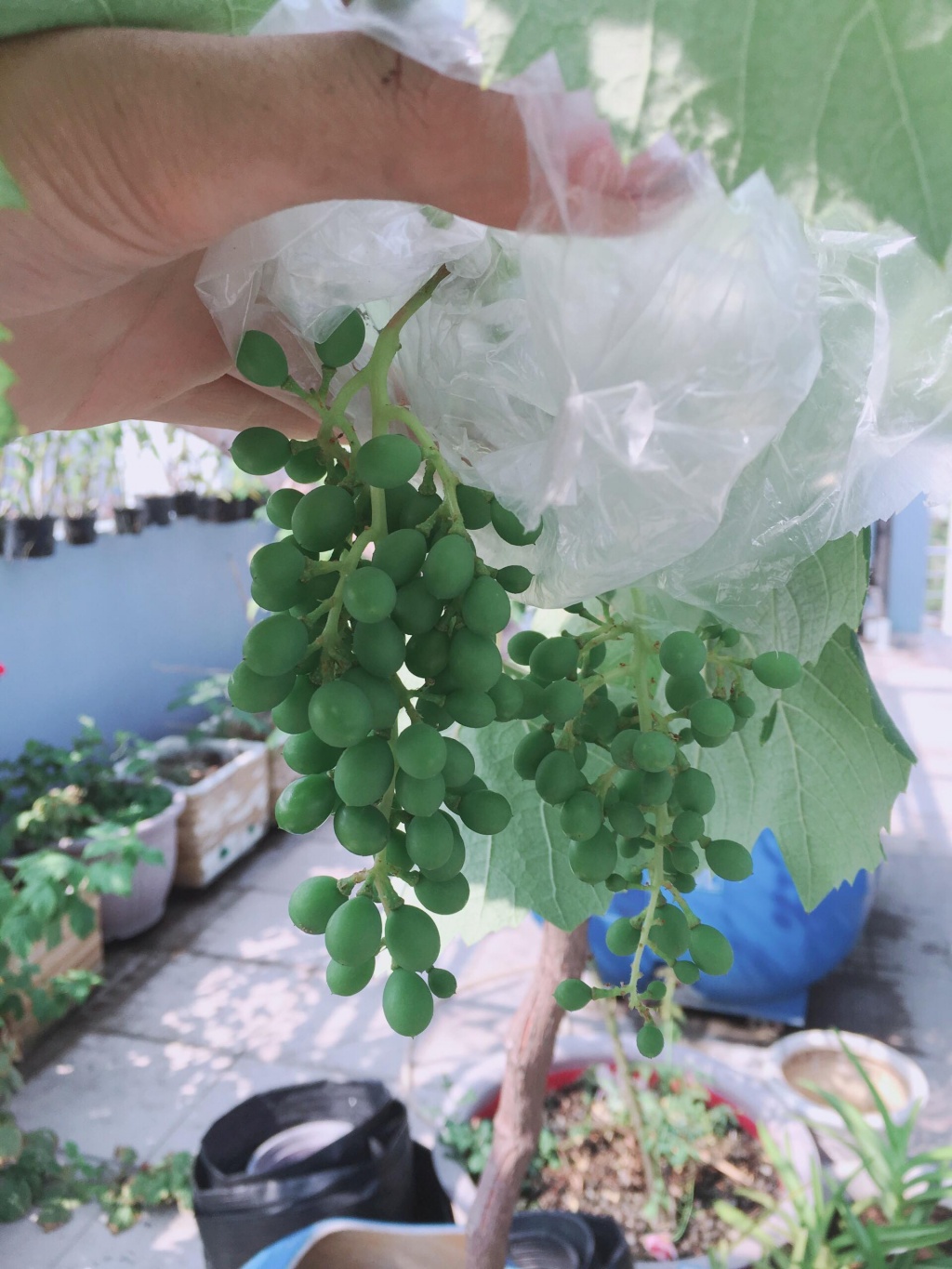Sân thượng 20m2 "gây nghiện" với giàn nho trĩu quả cùng hoa lá rực rỡ của chàng sinh viên năm nhất Sân thượng 20m2