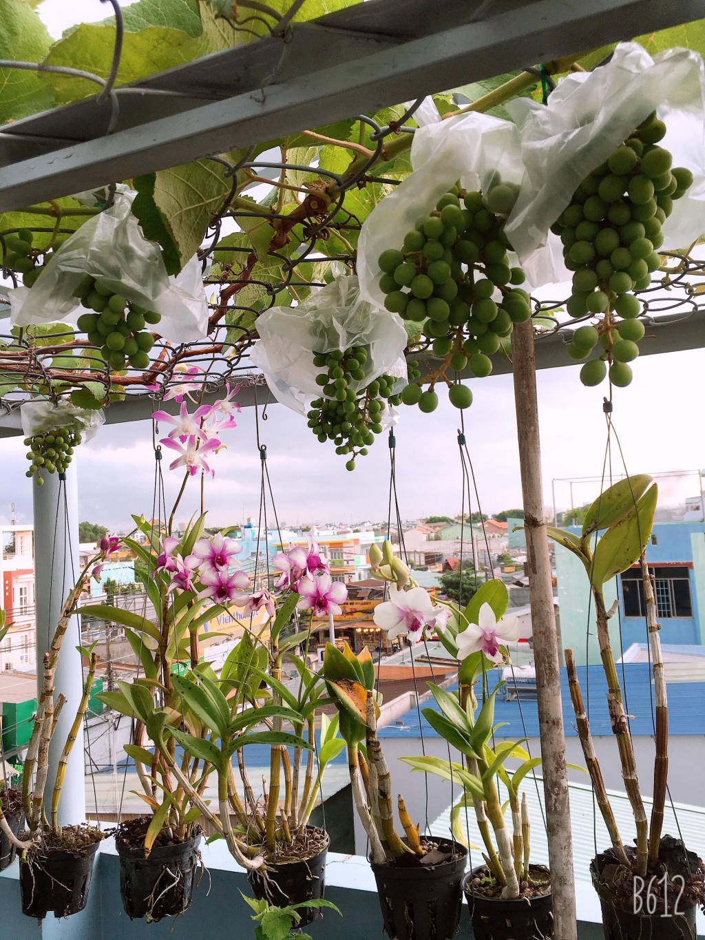 Sân thượng 20m2 "gây nghiện" với giàn nho trĩu quả cùng hoa lá rực rỡ của chàng sinh viên năm nhất Sân thượng 20m2