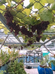 Sân thượng 20m2 "gây nghiện" với giàn nho trĩu quả cùng hoa lá rực rỡ của chàng sinh viên năm nhất