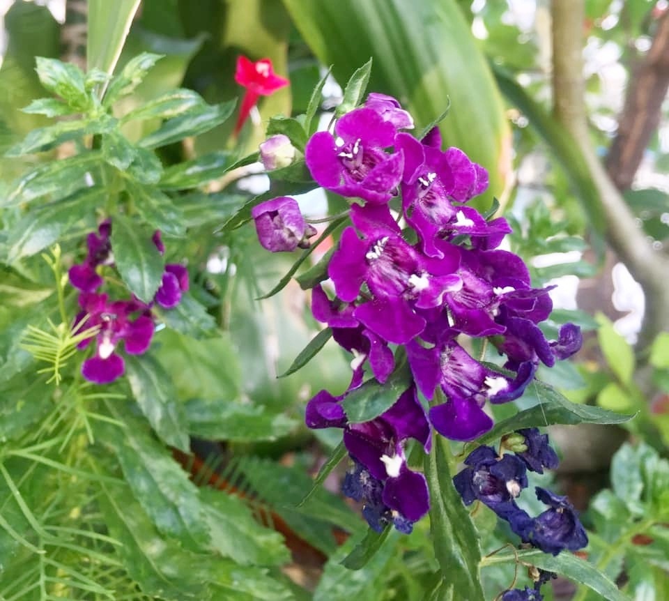vuon hoa du loai dua nhau khoe sac dep tho mong tren tang thuong o tp hcm