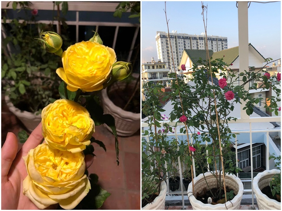 Sân thượng 50m2 phủ kín hoa hồng của mẹ 8X giúp con sống gần hơn với thiên nhiên ở TP HCM