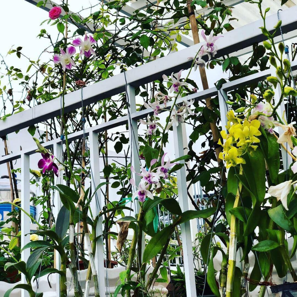 Sân thượng 50m2 phủ kín hoa hồng của mẹ 8X giúp con sống gần hơn với thiên nhiên ở TP HCM Sân thượng 50m2 phủ kín hoa hồng của mẹ 8X giúp con sống gần hơn với thiên nhiên ở TP HCM