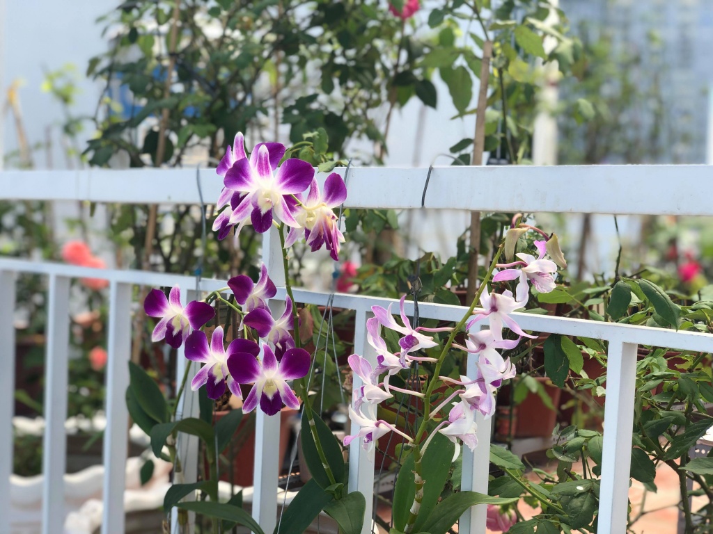 Sân thượng 50m2 phủ kín hoa hồng của mẹ 8X giúp con sống gần hơn với thiên nhiên ở TP HCM