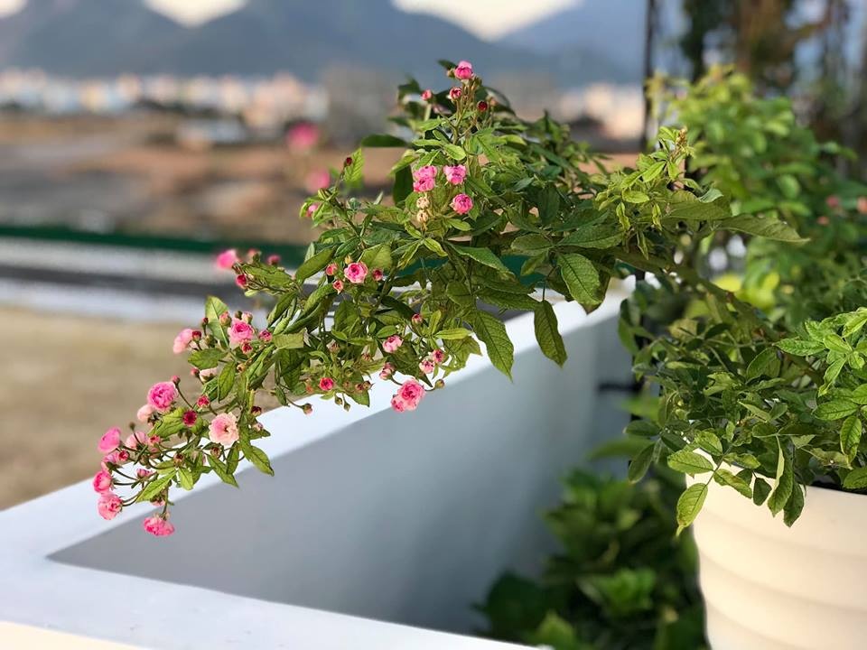 Kinh nghiệm giúp sân thượng hoa hồng nở rực rỡ, ngát hương của cô giáo dạy Văn ở Nha Trang kinh nghiem giup san thuong hoa hong no ruc ro ngat huong cua co giao day van o nha trang