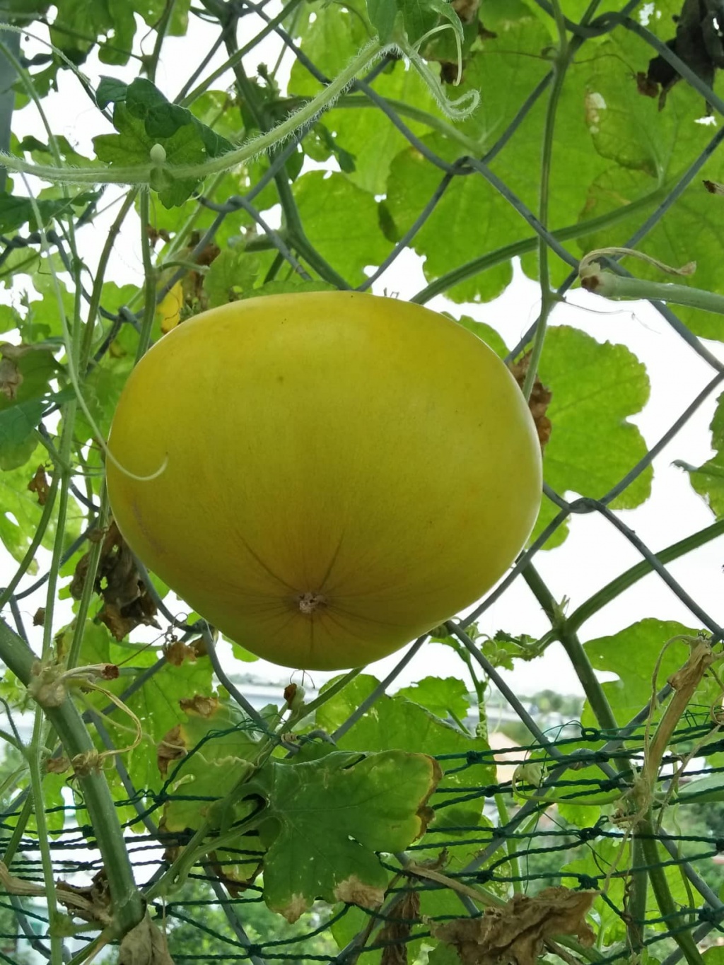 trang trai vui ve voi du rau qua va ga sach cua nguoi phu nu dam dang o tp hcm