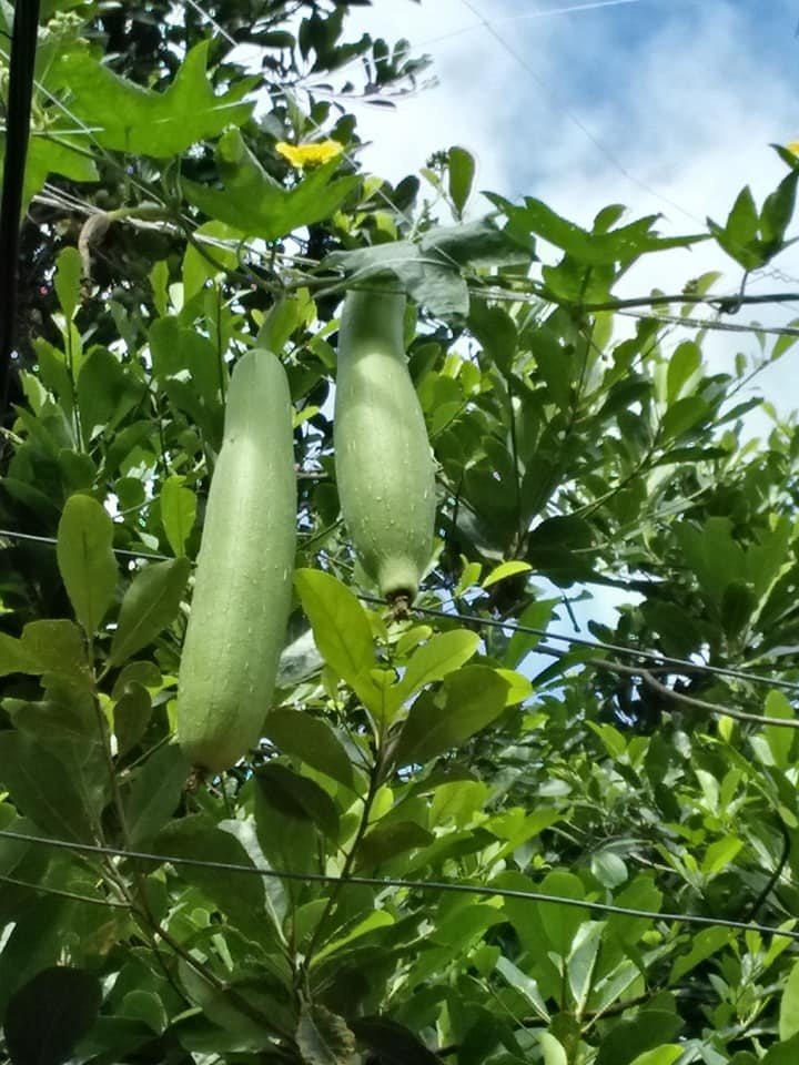 trang trai vui ve voi du rau qua va ga sach cua nguoi phu nu dam dang o tp hcm