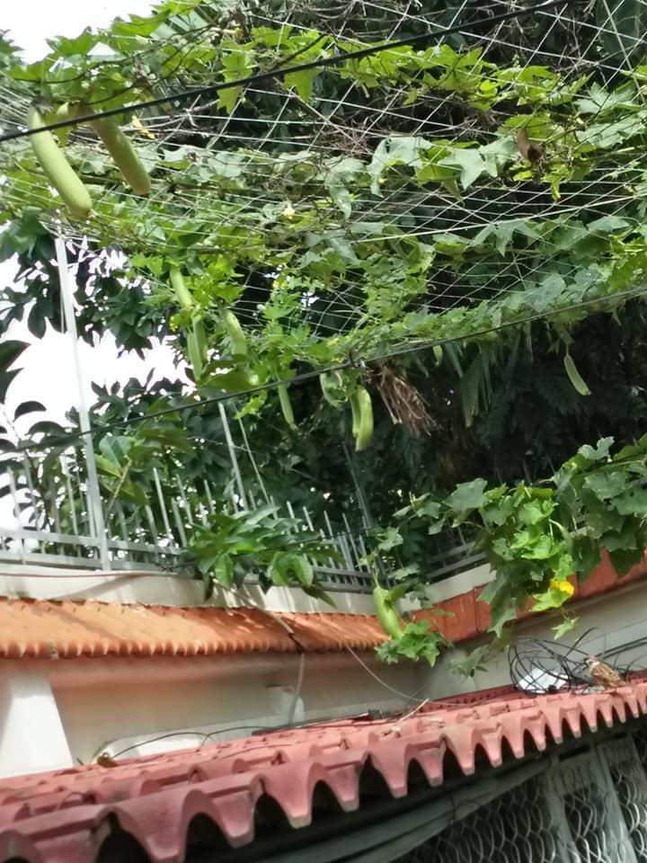 trang trai vui ve voi du rau qua va ga sach cua nguoi phu nu dam dang o tp hcm
