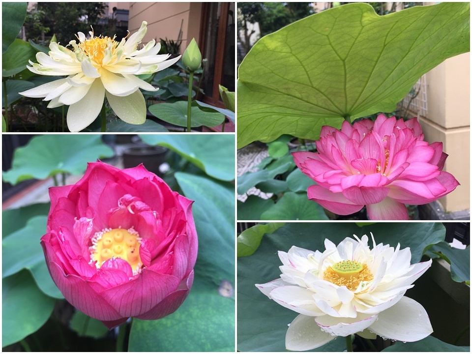 sen dua nhau no ruc ro toa huong thom trong nang he truoc san can biet thu o ha noi