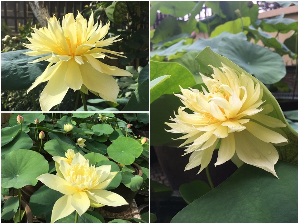 sen dua nhau no ruc ro toa huong thom trong nang he truoc san can biet thu o ha noi