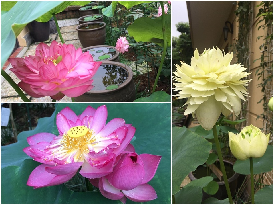 sen dua nhau no ruc ro toa huong thom trong nang he truoc san can biet thu o ha noi