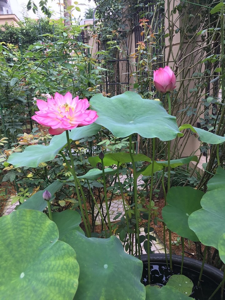 sen dua nhau no ruc ro toa huong thom trong nang he truoc san can biet thu o ha noi
