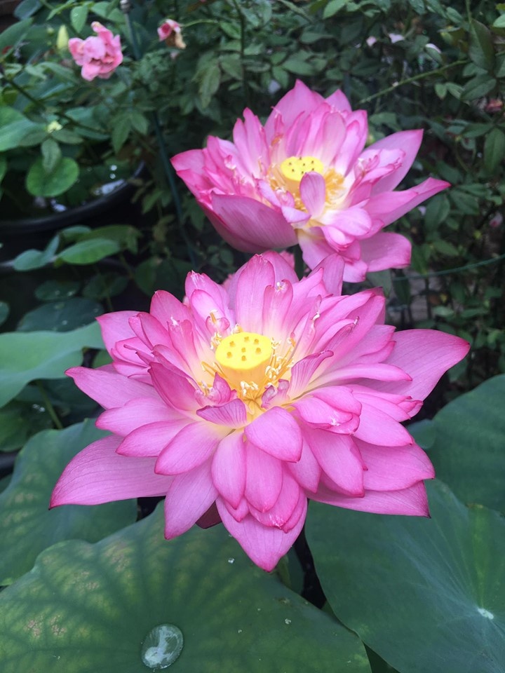 sen dua nhau no ruc ro toa huong thom trong nang he truoc san can biet thu o ha noi
