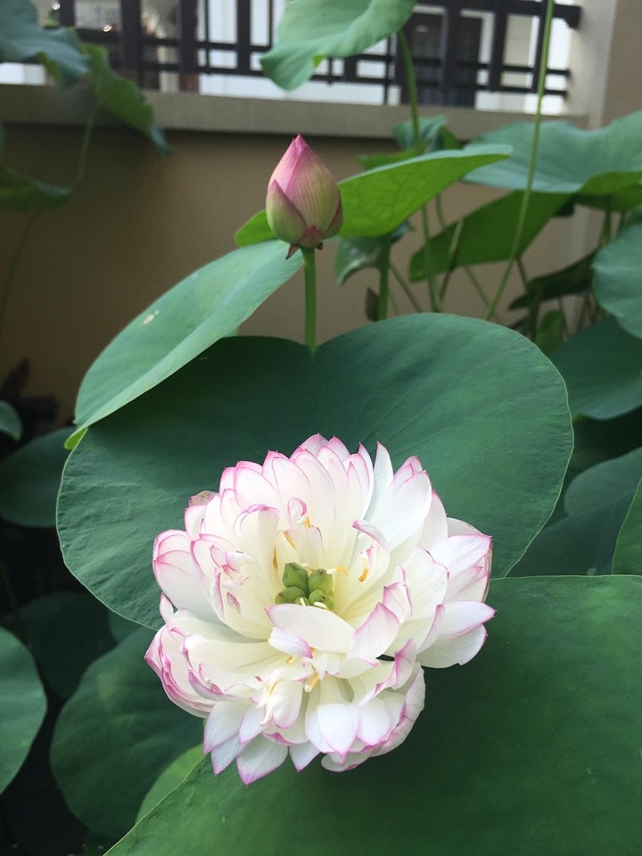 sen dua nhau no ruc ro toa huong thom trong nang he truoc san can biet thu o ha noi
