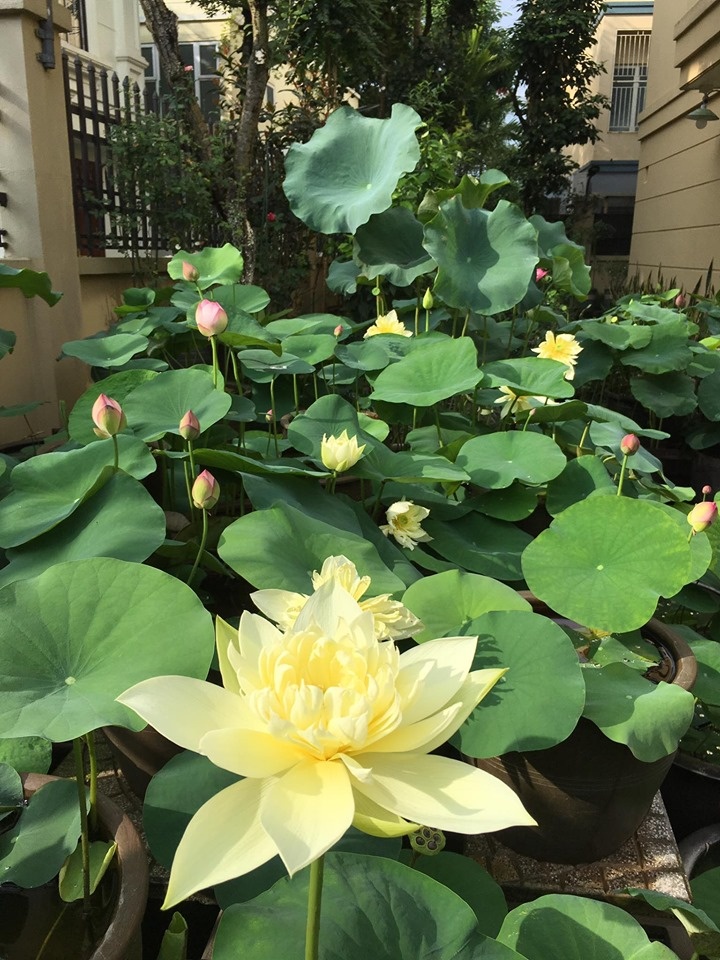 sen dua nhau no ruc ro toa huong thom trong nang he truoc san can biet thu o ha noi