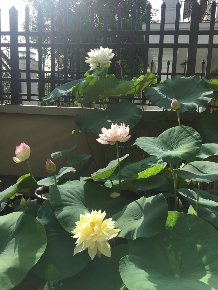 sen dua nhau no ruc ro toa huong thom trong nang he truoc san can biet thu o ha noi