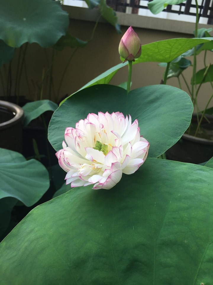 sen dua nhau no ruc ro toa huong thom trong nang he truoc san can biet thu o ha noi