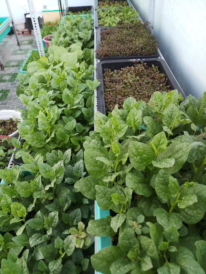 san thuong 30m2 bien thanh vuon rau sach tot tuoi cua nu duoc si o tp hcm