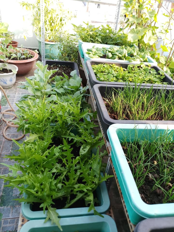 san thuong 30m2 bien thanh vuon rau sach tot tuoi cua nu duoc si o tp hcm