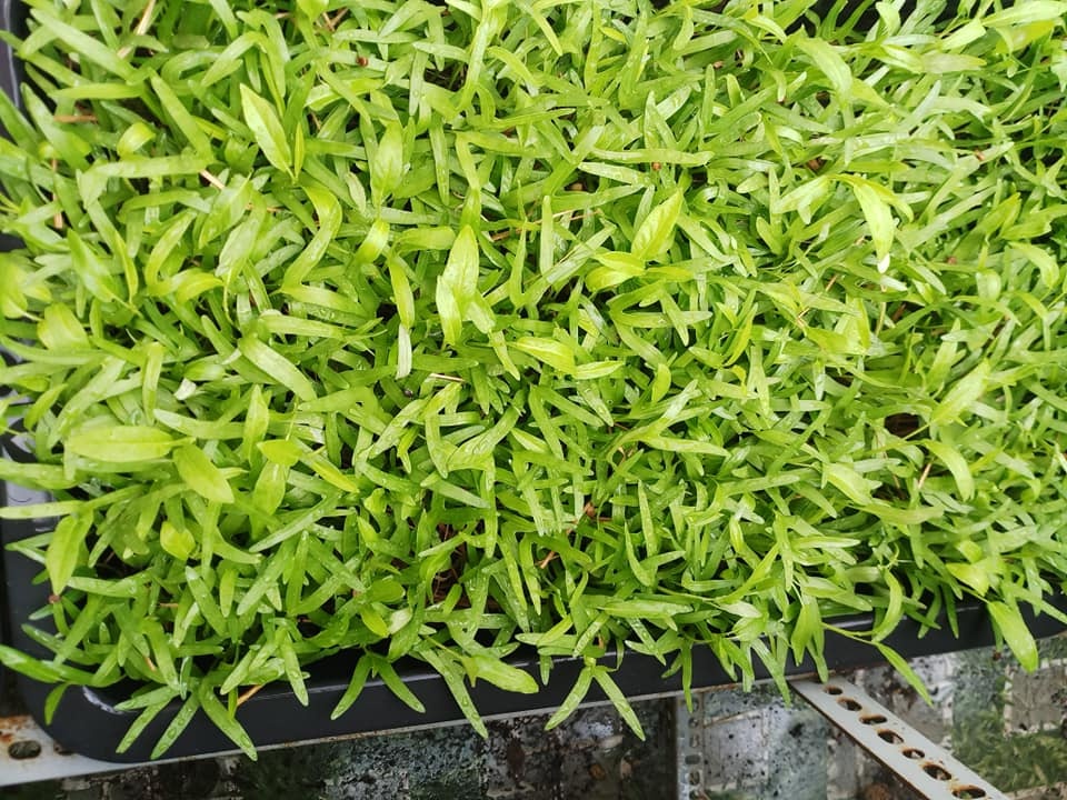 san thuong 30m2 bien thanh vuon rau sach tot tuoi cua nu duoc si o tp hcm