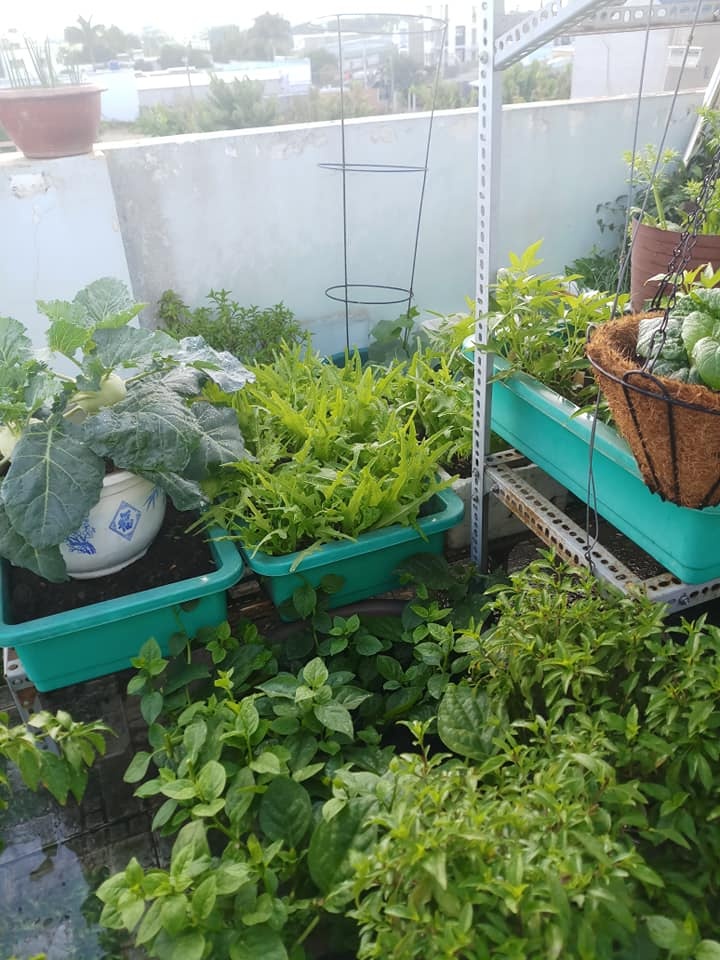 san thuong 30m2 bien thanh vuon rau sach tot tuoi cua nu duoc si o tp hcm