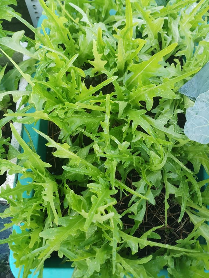 san thuong 30m2 bien thanh vuon rau sach tot tuoi cua nu duoc si o tp hcm