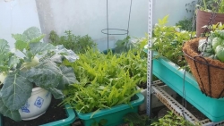 Sân thượng 30m2 biến thành vườn rau sạch tốt tươi của nữ dược sĩ ở TP. HCM