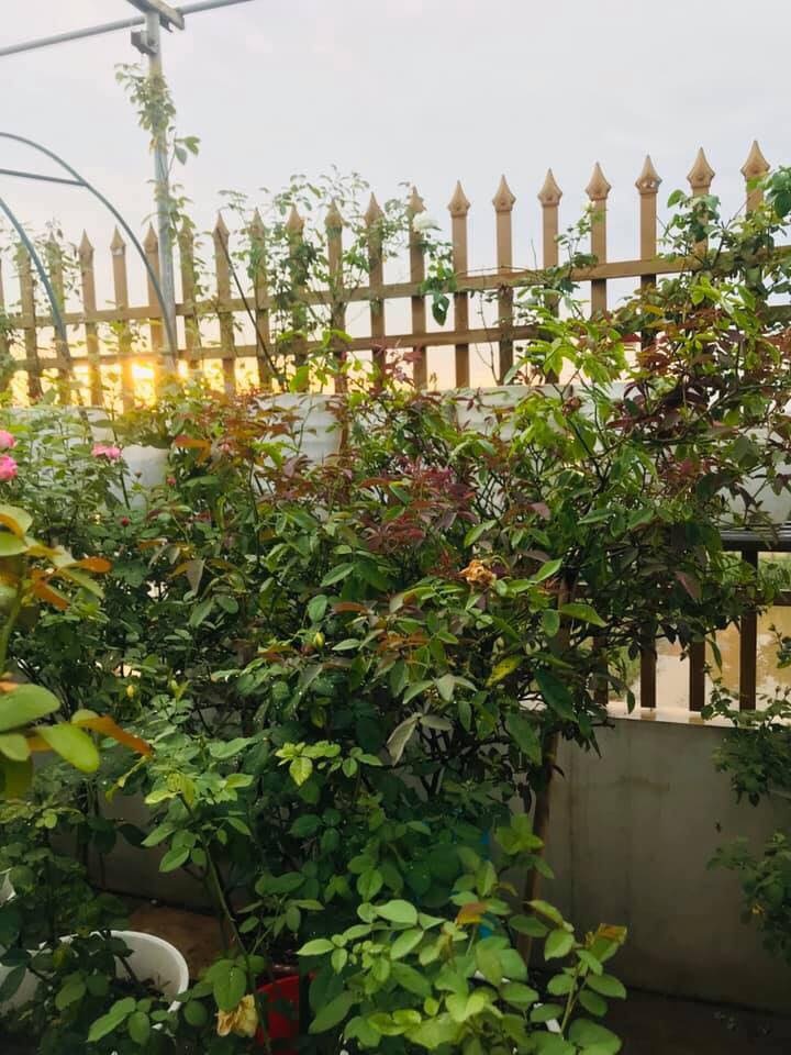 Sân thượng nhỏ “chứa” cả trăm gốc hồng đẹp mê hoặc của mẹ ba con xứ Thanh san thuong nho chua ca tram goc hong dep me hoac cua me ba con o ha noi