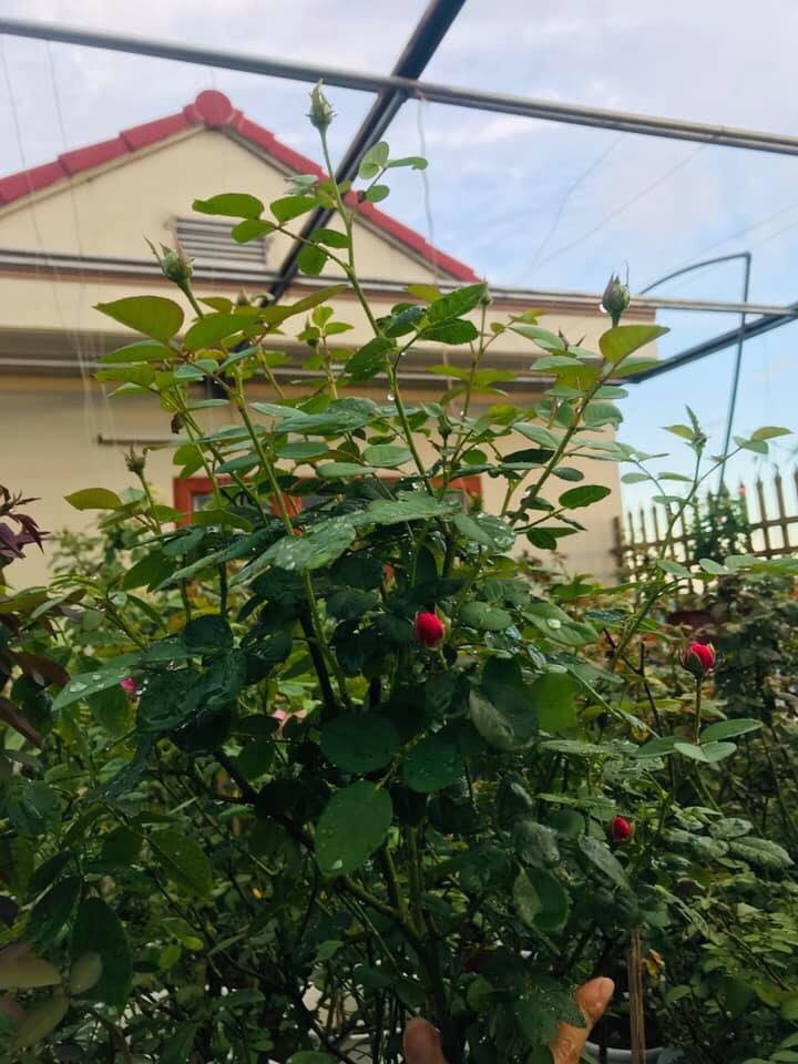 Sân thượng nhỏ “chứa” cả trăm gốc hồng đẹp mê hoặc của mẹ ba con xứ Thanh san thuong nho chua ca tram goc hong dep me hoac cua me ba con o ha noi
