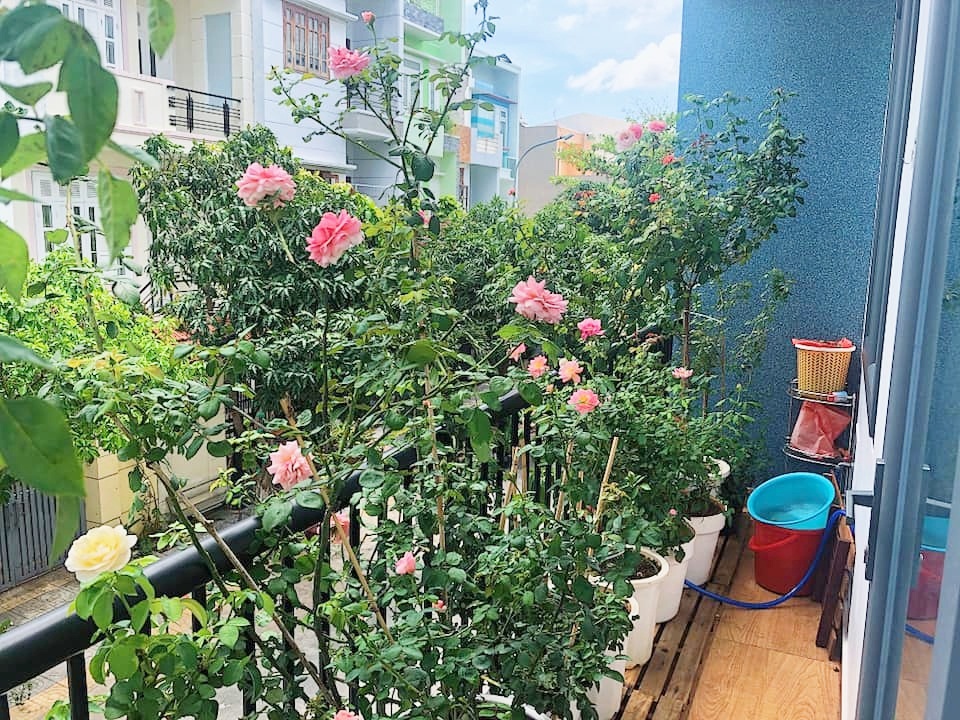 Góc ban công nhỏ xinh yêu rạng rỡ với hoa hồng của cô nàng 9X ở Vũng Tàu