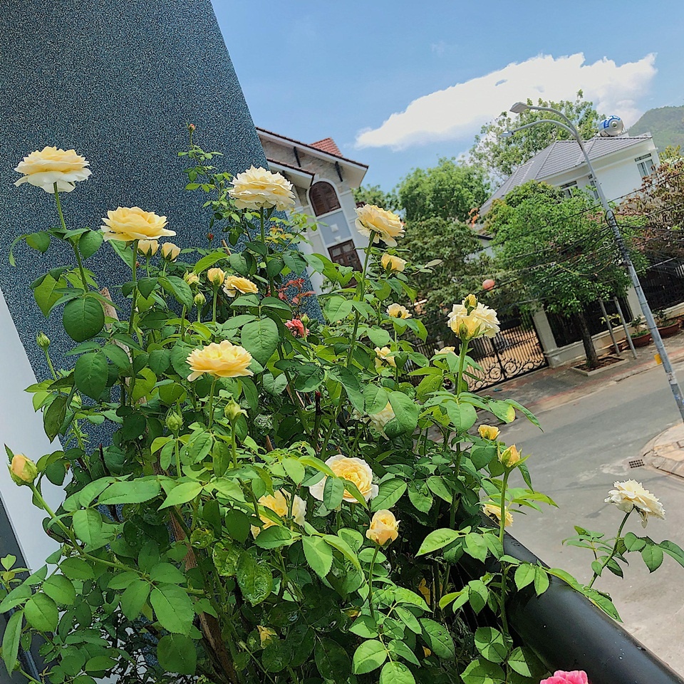 Góc ban công nhỏ xinh yêu rạng rỡ với hoa hồng của cô nàng 9X ở Vũng Tàu