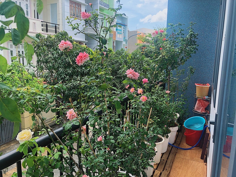 Góc ban công nhỏ xinh yêu rạng rỡ với hoa hồng của cô nàng 9X ở Vũng Tàu