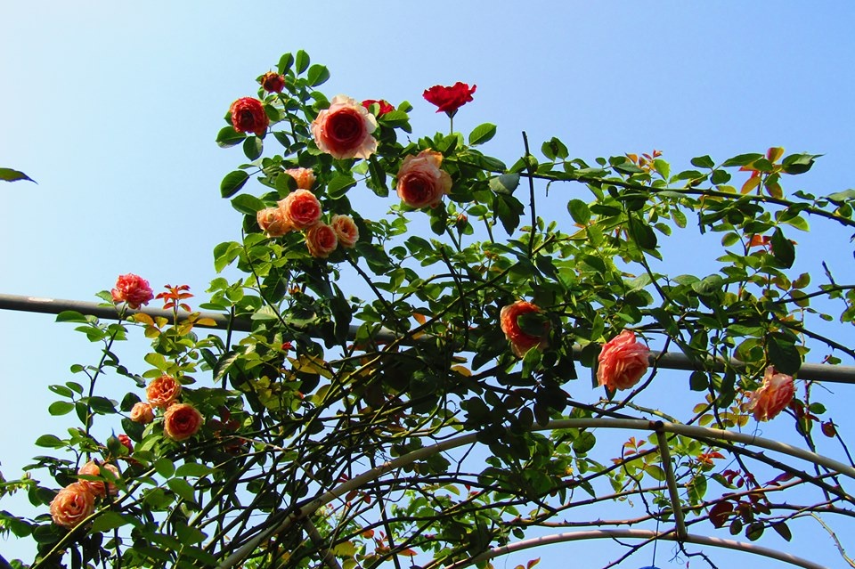 Vườn hồng níu giữ bước chân người ngắm nhờ vẻ đẹp lãng mạn như một bài thơ ở Hà Nam vuon hong niu giu buoc chan nguoi ngam nho ve dep lang man nhu mot bai tho o ha nam